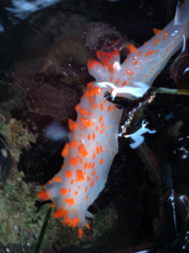 Clown Dorid