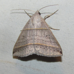 Ptichodis vinculum