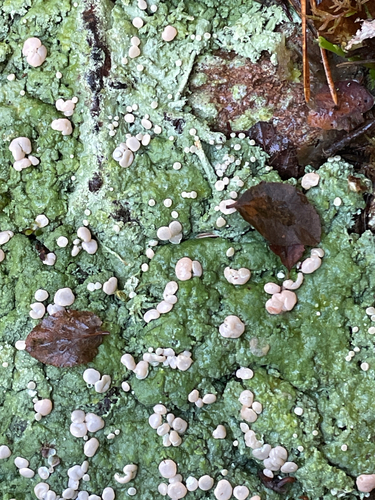 Candy Lichen