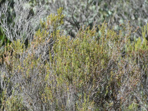 Avistamiento Erica scoparia