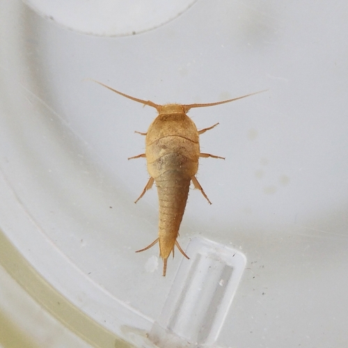 Neoasterolepisma balcanica