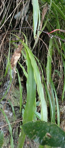 Pitcairnia paniculata