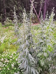 Artemisia vulgaris kamtschatica