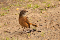 Pachycephala olivacea