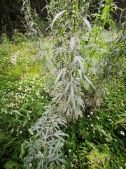 Artemisia vulgaris kamtschatica