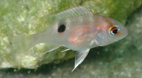 American red (Lutjanus purpureus) — Lutjanidae