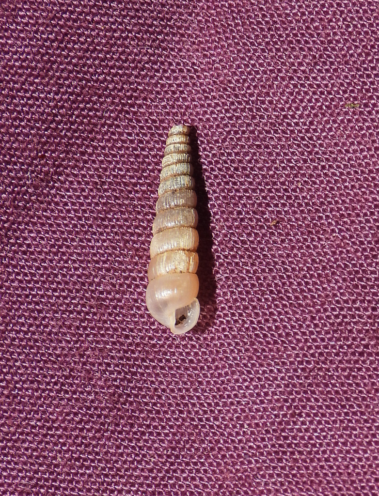 Pseudosubulina theoripkeni