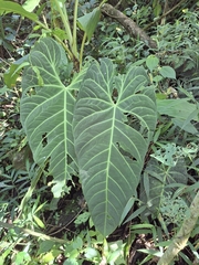 (c) Daniel Mesa, some rights reserved (CC BY) Anthurium metallicum, photograph (c) Daniel Mesa, some rights reserved (CC BY)