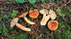 Lactarius subviscidus