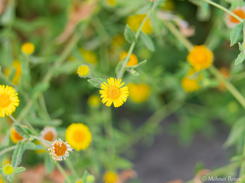 Common Fleabane
