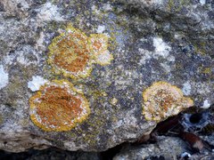 Variospora flavescens