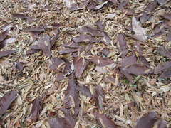 Magnolia obovata