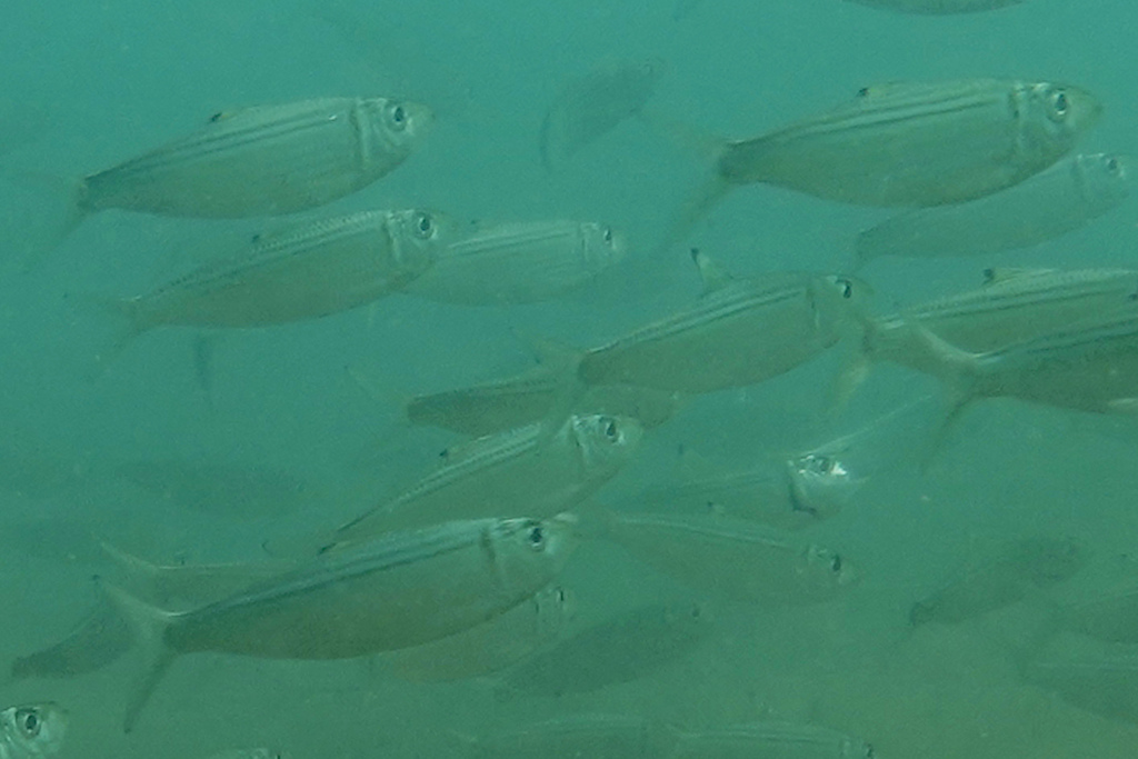 Blackburn's Herring