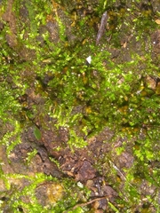 Anacamptodon splachnoides