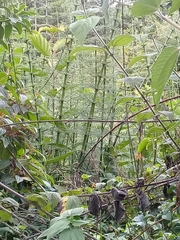Equisetum myriochaetum