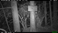 Glaucomys oregonensis