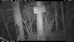 Glaucomys oregonensis