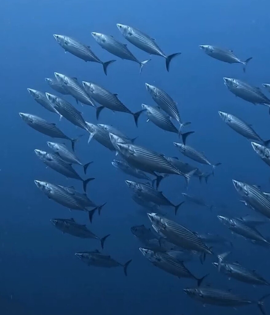 Bonito (Sarda chiliensis) — Scombridae