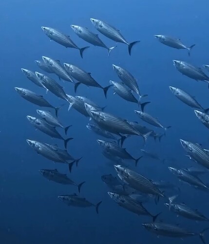 Bonito (Sarda chiliensis) — Scombridae