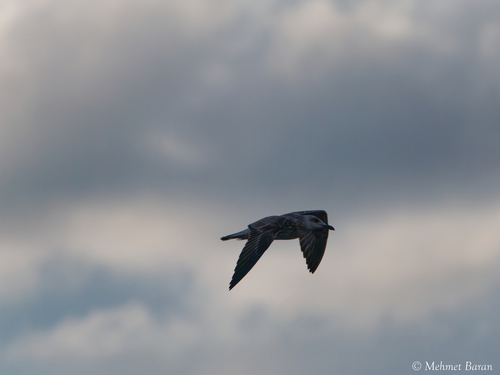 Yellow-legged Gull
