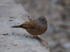 Emberiza sahari