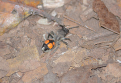 Traumatomutilla quadrinotata