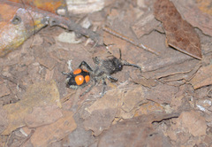 Traumatomutilla quadrinotata