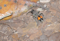 Traumatomutilla quadrinotata