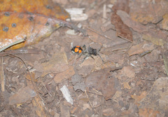 Traumatomutilla quadrinotata