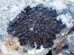 Lathagrium fuscovirens