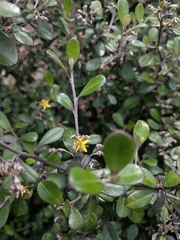 Corokia