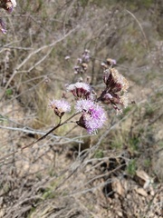 Vernonanthura squamulosa