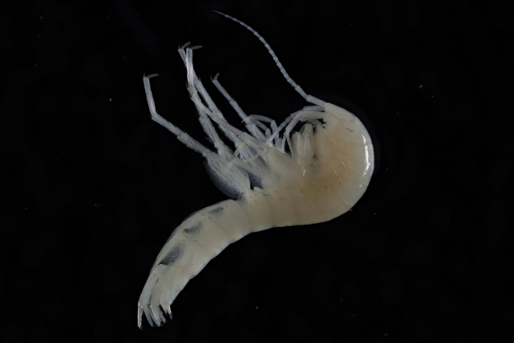Quatsino Cave Amphipod