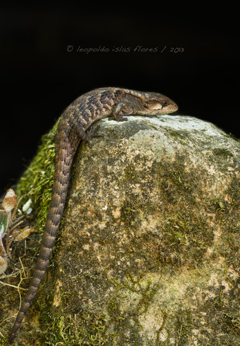 Rough-necked Alligator Lizard