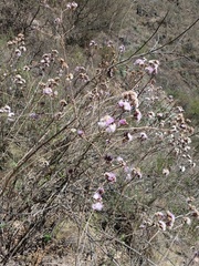 Vernonanthura squamulosa