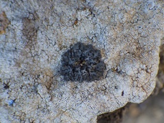 Phaeophyscia hirsuta