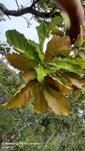 Quercus glaucescens