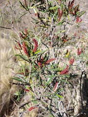 Colliguaja integerrima