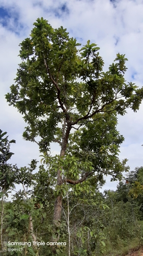 Quercus glaucescens