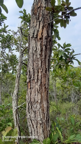 Quercus glaucescens