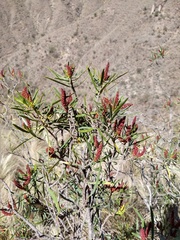 Colliguaja integerrima