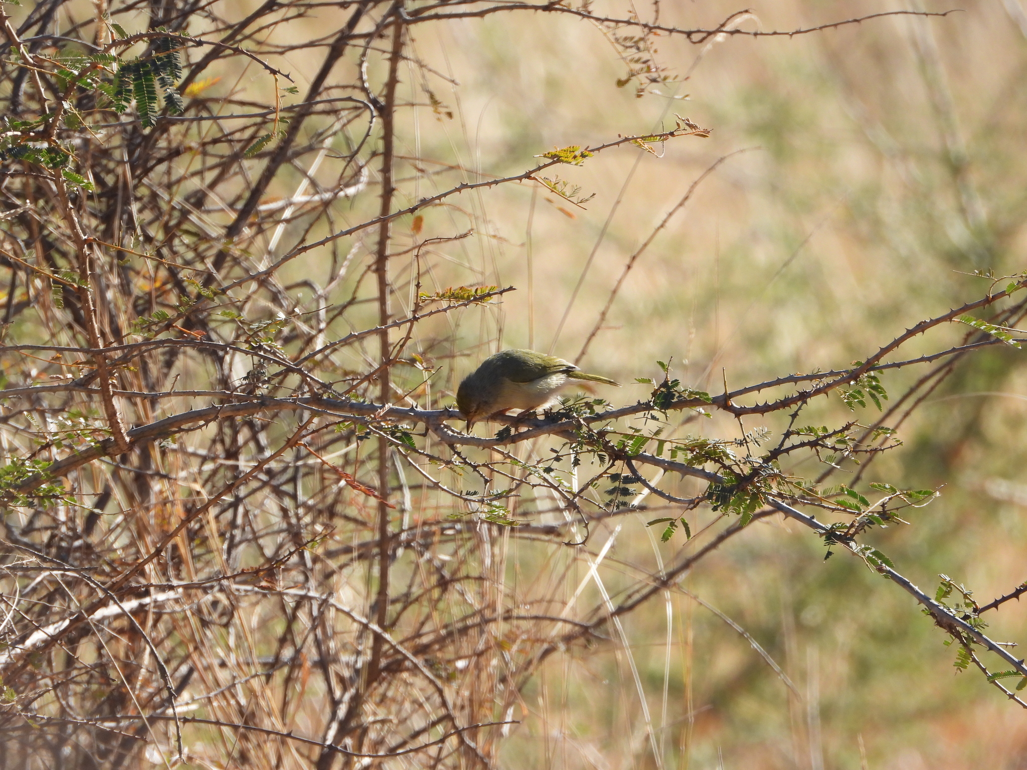 Common Jery (Neomixis tenella), photo 3