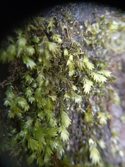Fissidens asplenioides
