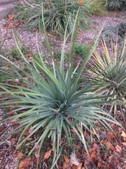 Hesperoyucca