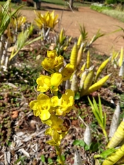 Cyrtopodium glutiniferum