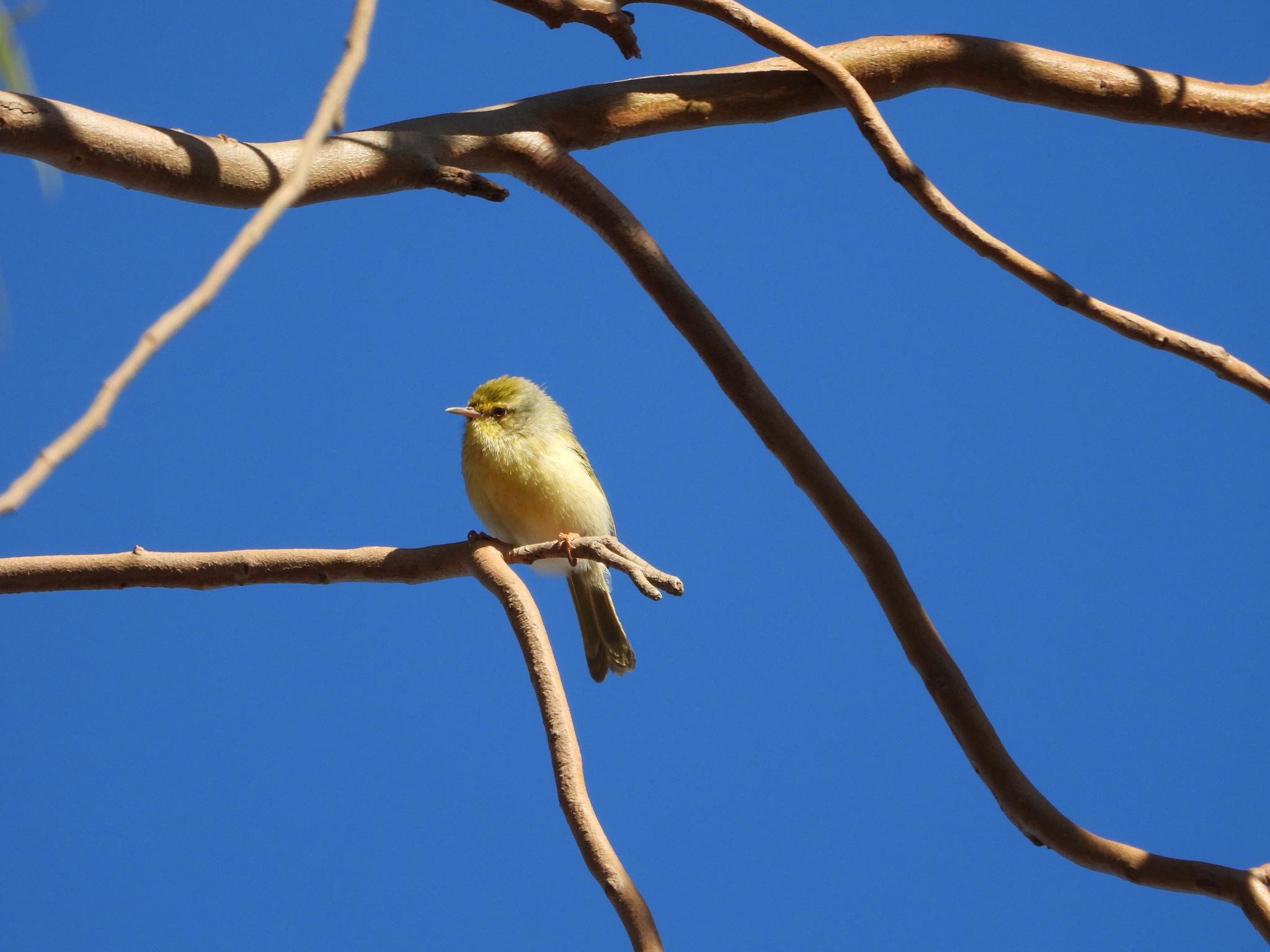 Common Jery (Neomixis tenella), photo 2