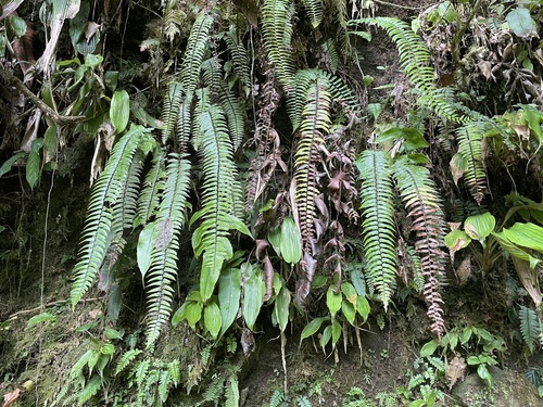 Cyathea falcata