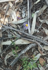 Brachyscome multifida