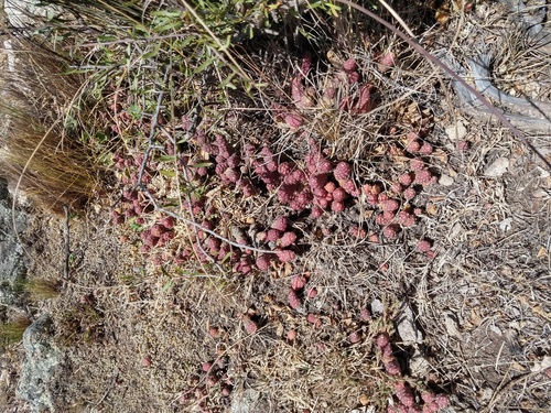 Tephrocactus verschaffeltii