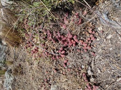 Tephrocactus verschaffeltii
